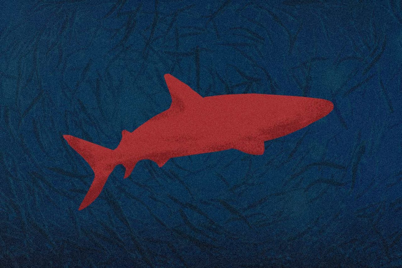 tiburones-indefensos